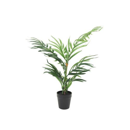 Potted Robellini Palm