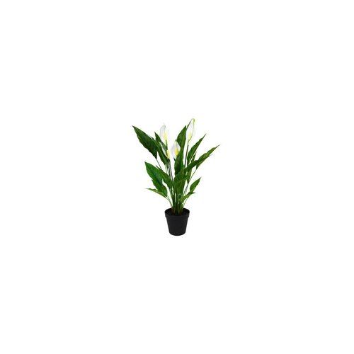 Potted Spathiphyllum W/Flowers 50Cm