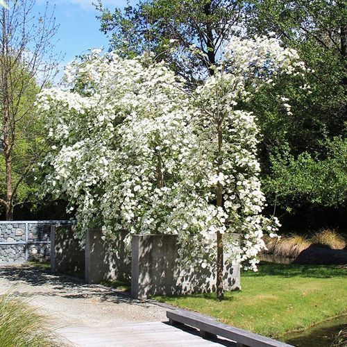 Cornus 'Eddies White Wonder' | White Flowering Dogwood
