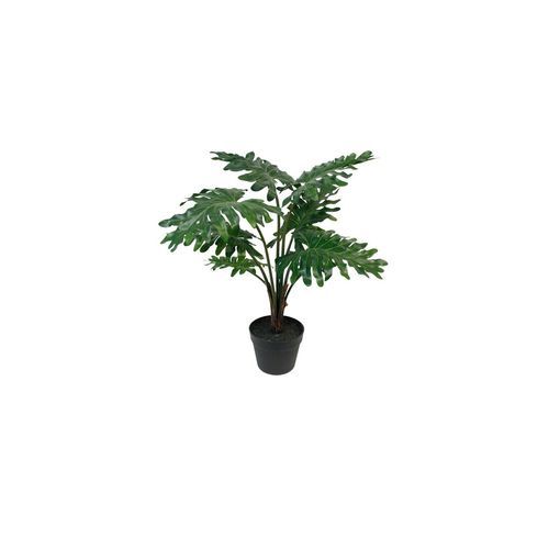Potted Grand Philodendron 61Cm