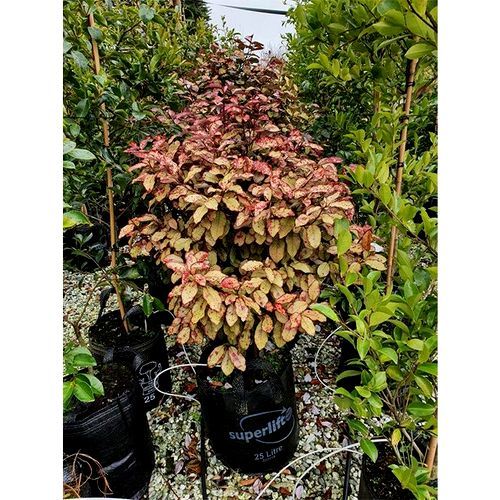 Psuedowintera colorata | Native Pepper Tree