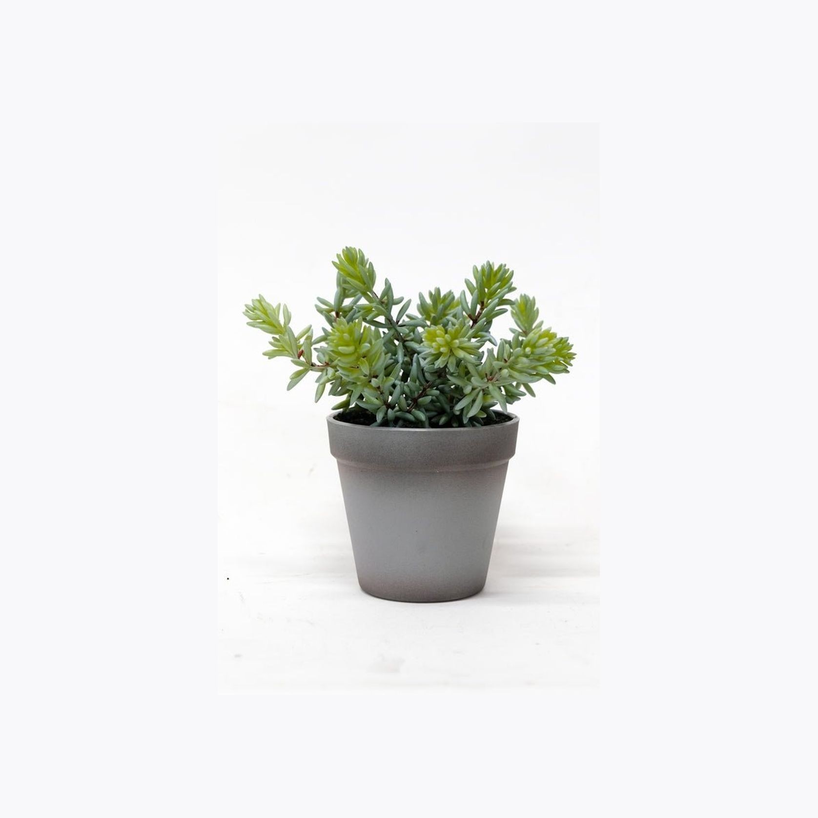 Angelina Succulent Grey Pot 22Cm gallery detail image