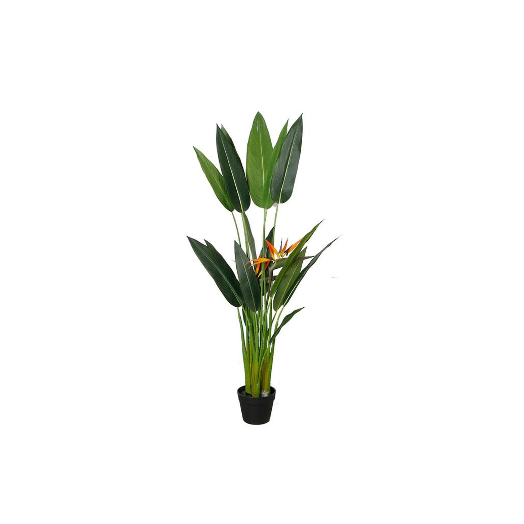 Bird Of Paradise Potted 1.4M gallery detail image
