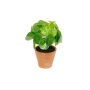 Chinese Money Plant Potted 21cm gallery detail image
