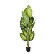 Dieffenbachia Potted Plant 1.5M gallery detail image