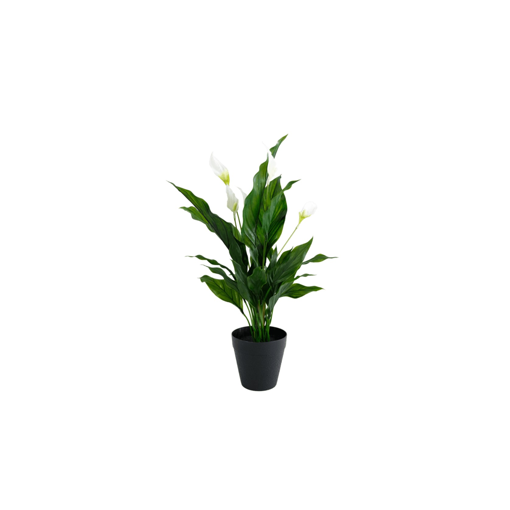 Peace Lily W/Flowers Potted 48Cm gallery detail image